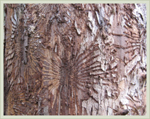 Approved Tree Care - Services - Dutch Elm Disease