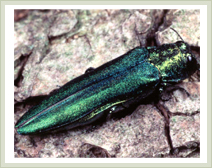 Approved Tree Care - Services