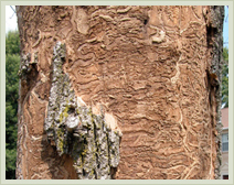 Approved Tree Care - Illinois - Services - Emerald Ash Borer